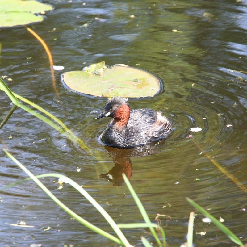 little-grebe-swimming-on-pond-lilypad-background