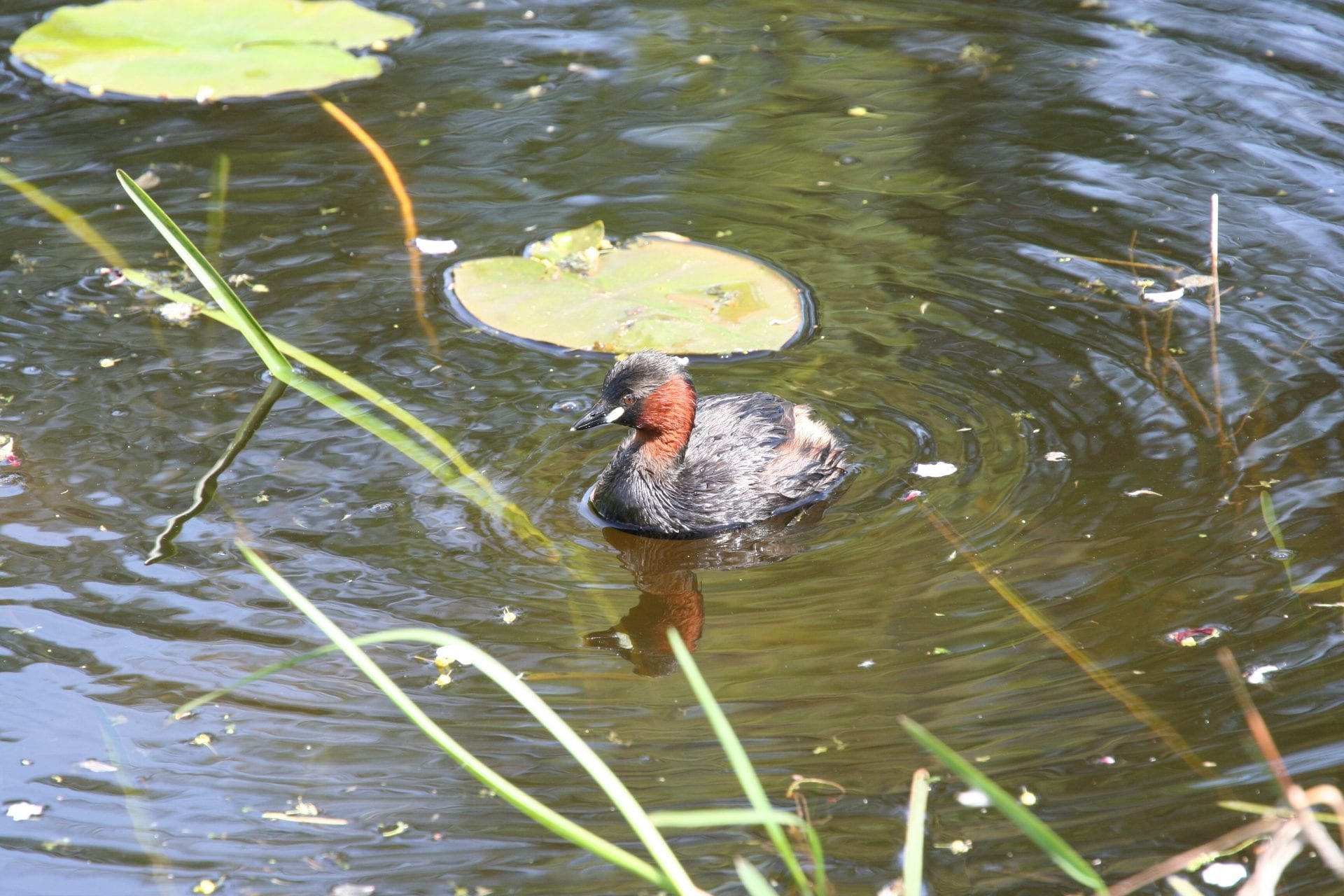 little-grebe-swimming-on-pond-lilypad-background