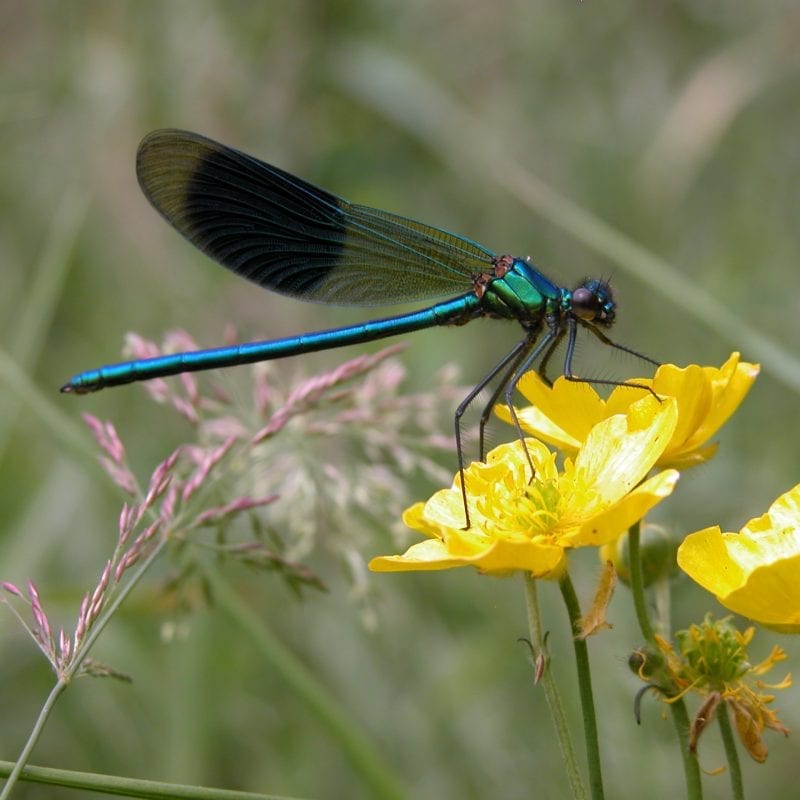 banded-demoiselle-damselfly-on-marsh,marigold