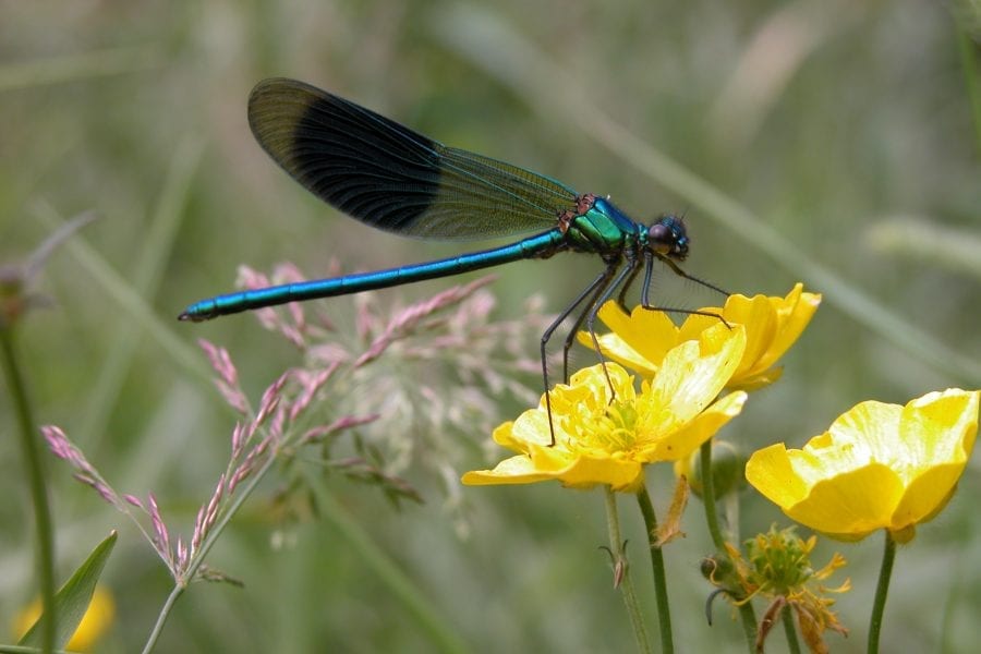 banded-demoiselle-damselfly-on-marsh,marigold
