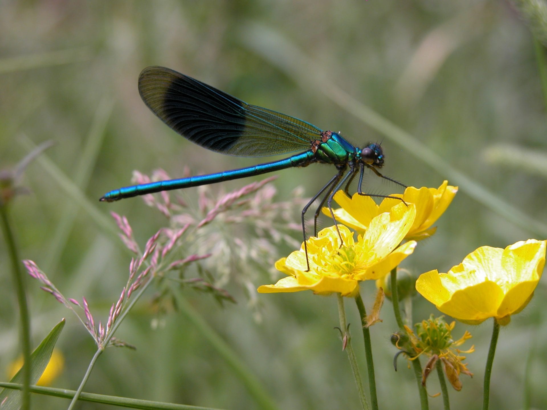 banded-demoiselle-damselfly-on-marsh,marigold