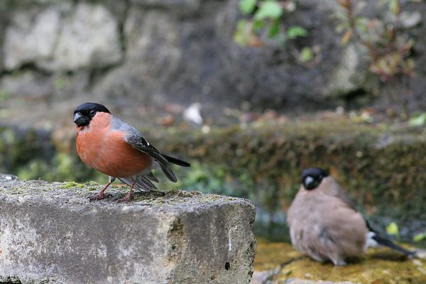 male-and-female-bullfinches-sitting-close-to-one-another