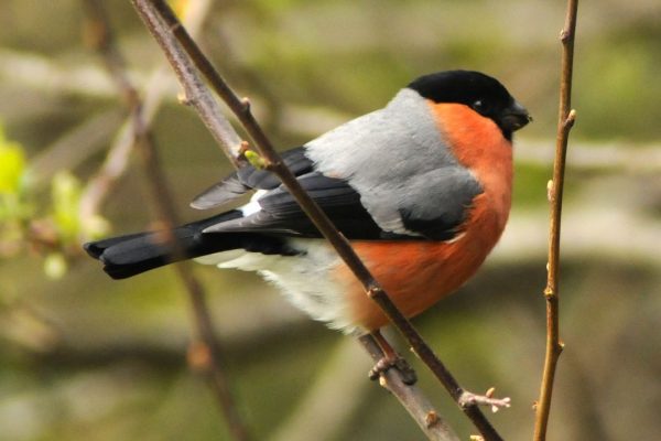 male-bullfinch-perched-on-willow-branch