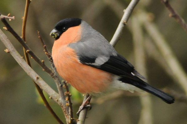 male-bullfinch-perched-on-willow-branch-eating-buds