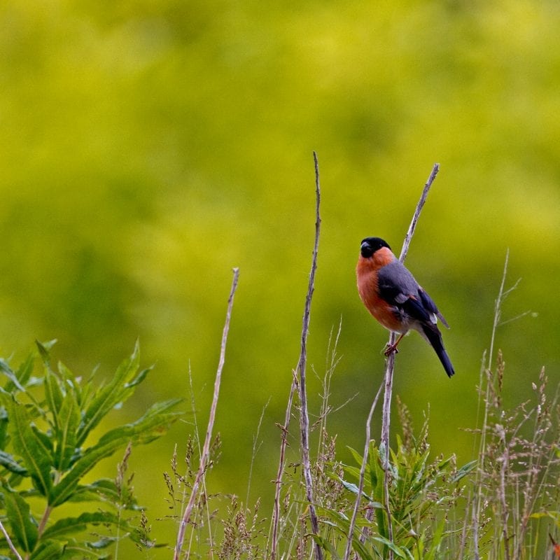 male-bullfinch-in-the distance