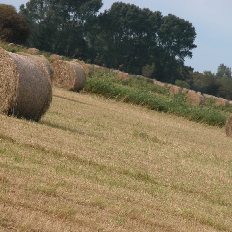 hay-meadow-after-cutting-with-round-bales