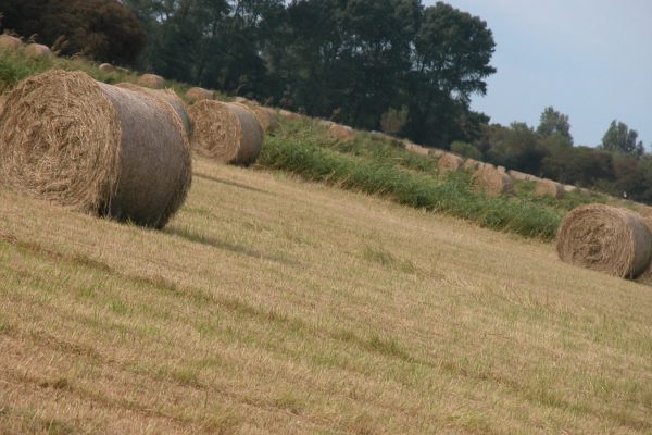 hay-meadow-after-cutting-with-round-bales