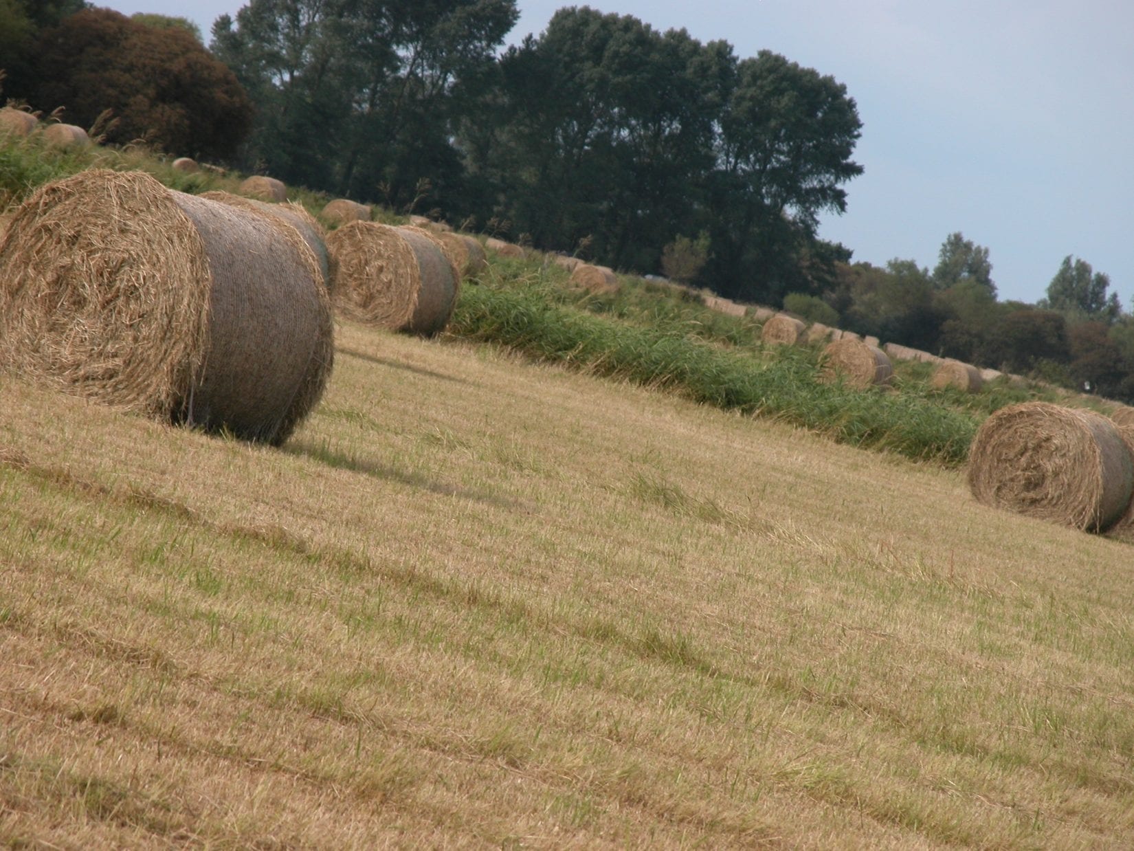 hay-meadow-after-cutting-with-round-bales