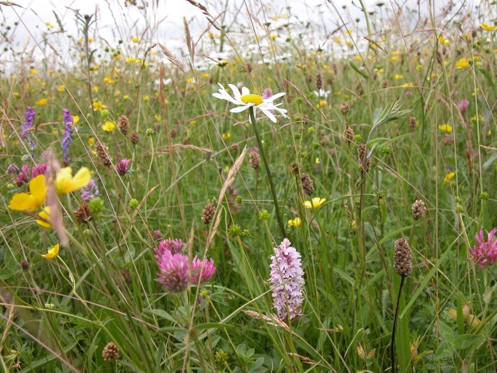 Garden Games - Easter Scavenger Hunt - BirdWatch Ireland