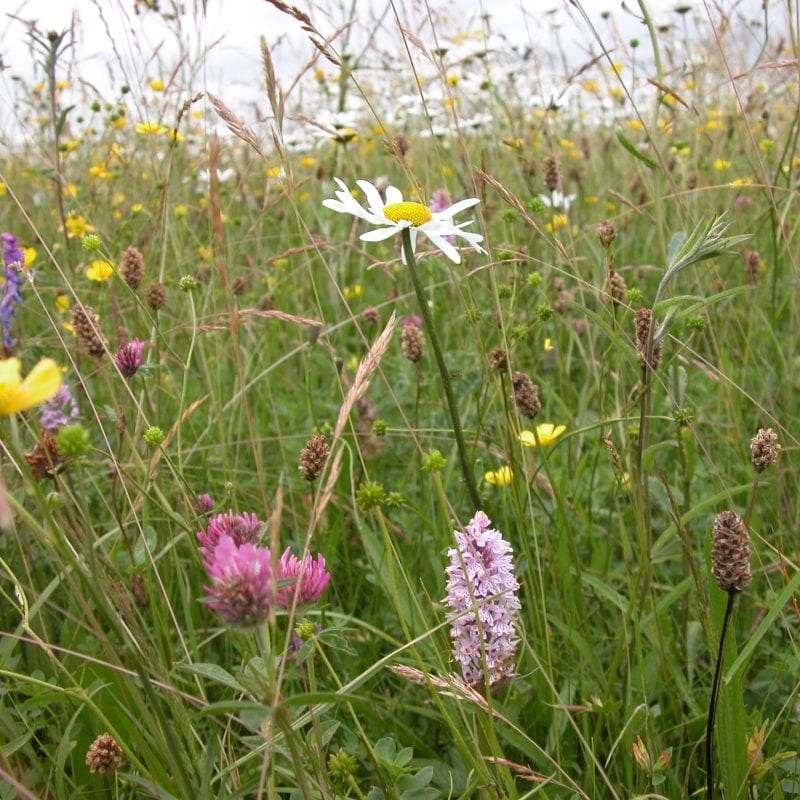 a-wildflower-meadow-in-summer-with-daisies-orchids-clover-and-buttercups