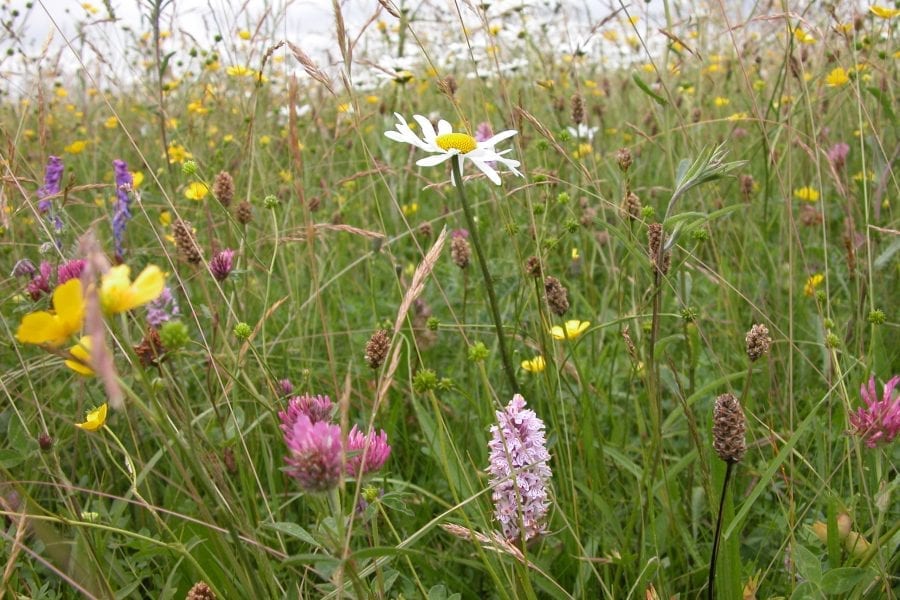 a-wildflower-meadow-in-summer-with-daisies-orchids-clover-and-buttercups