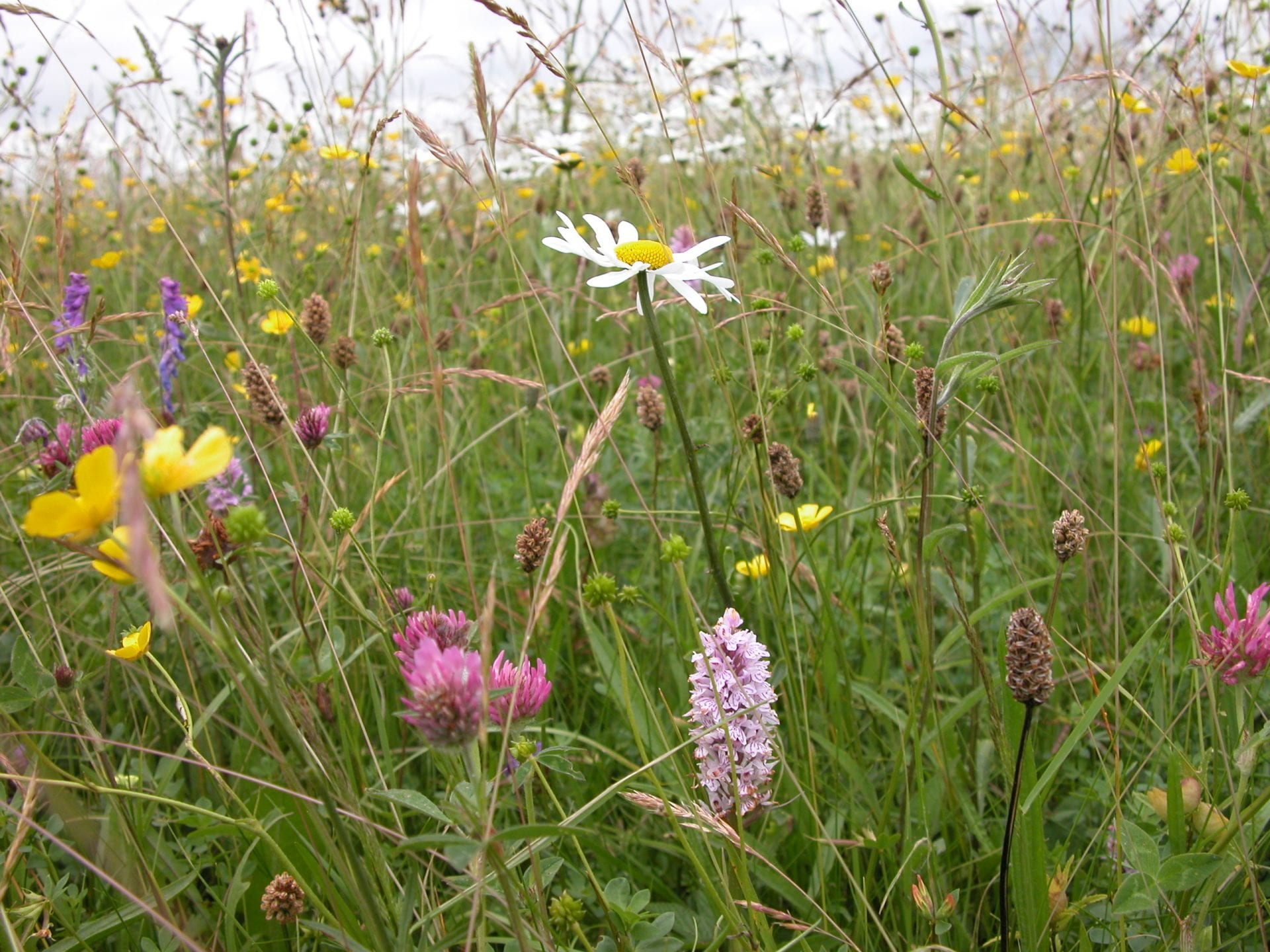 a-wildflower-meadow-in-summer-with-daisies-orchids-clover-and-buttercups