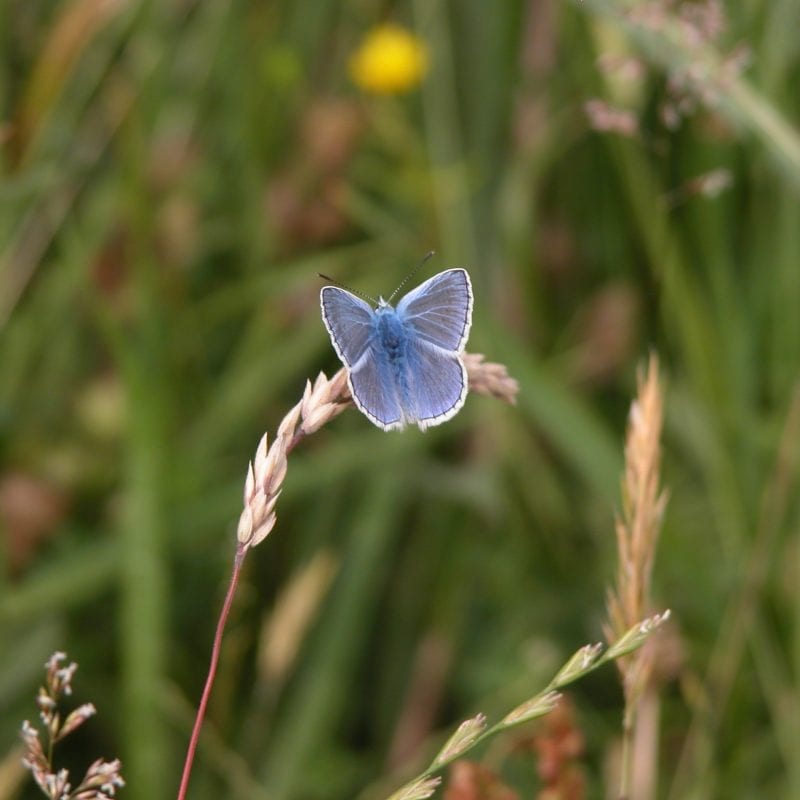 common-blue-butterfly-resting-on-grass-in-meadow