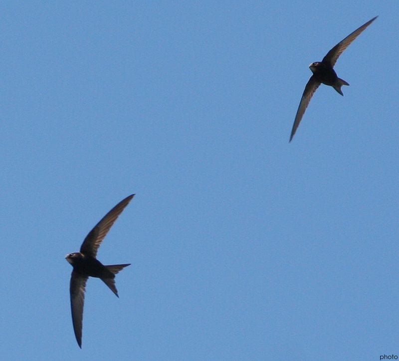 two-swifts-in-flight-blue-sky-background