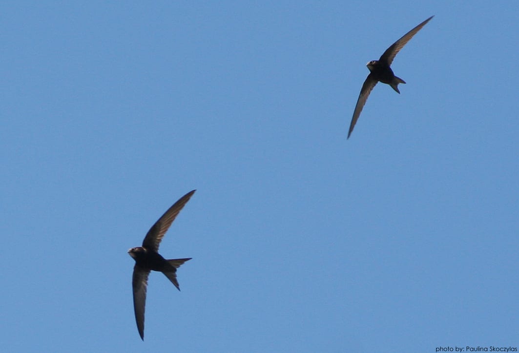two-swifts-in-flight-blue-sky-background