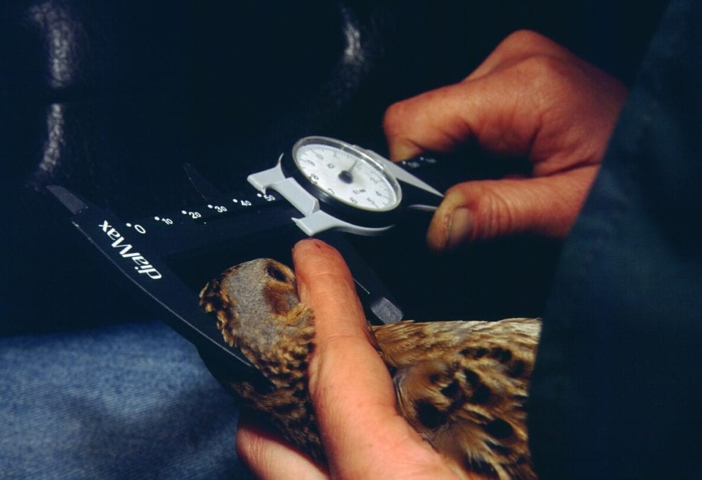 a-person-measuring-the-beak-of-a-water-rail-with-vernier-callipers
