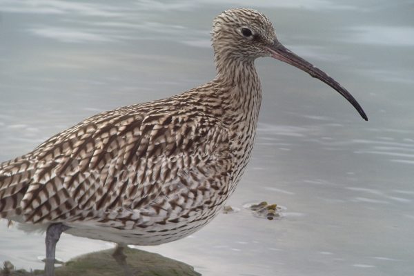 curlew-wading-through-water-close-up-of-crescent-shaped-bill