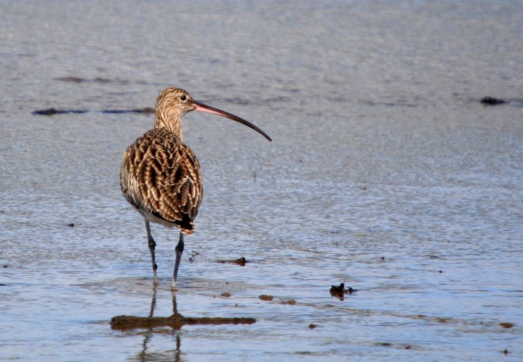 curlew-wading-speckled-back-feathers-showing