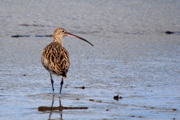 curlew-wading-speckled-back-feathers-showing