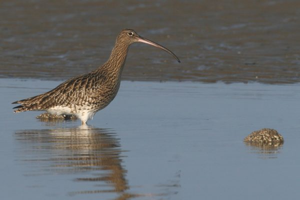 curlew-wading-large-crescent-bill-showing