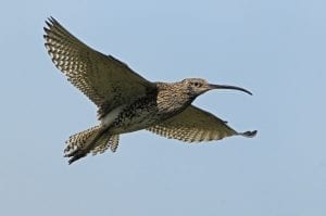 curlew-in-flight