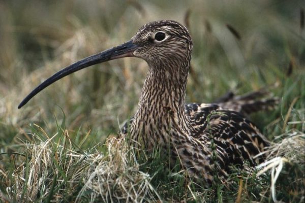 curlew-sitting-on-nest
