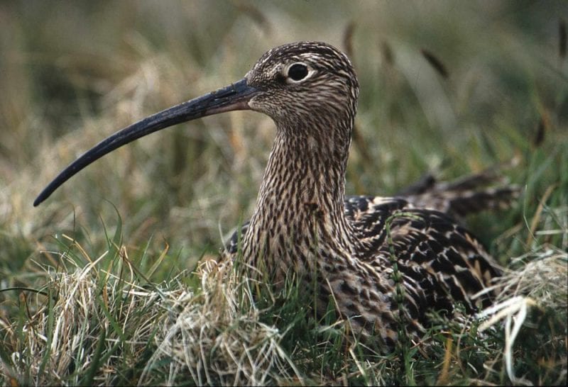 curlew-sitting-on-nest