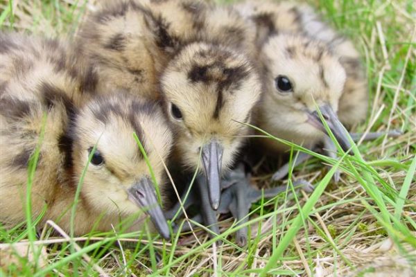 curlew-chicks-dappled-brown-and-yellow-sitting-on-nest