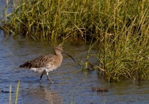 curlew-wading-towards-reed-grasses