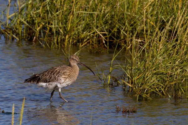 curlew-wading-towards-reed-grasses