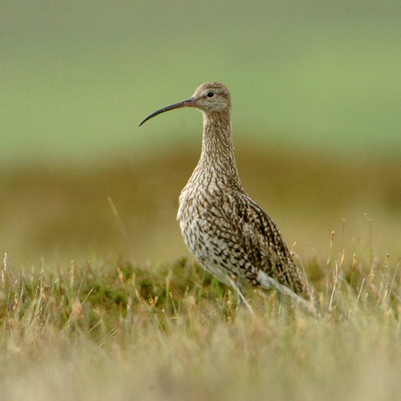 curlew-standing-on-heath