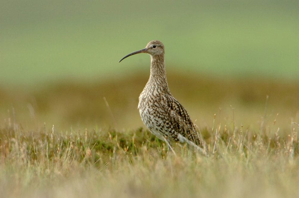 curlew-standing-on-heath