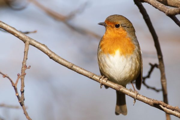 robin-perching-on-branch