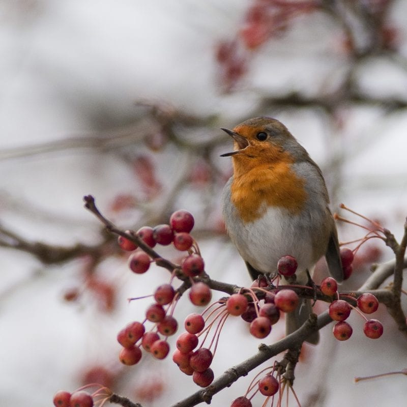 robin-singing-from-on-top-of-a-bush