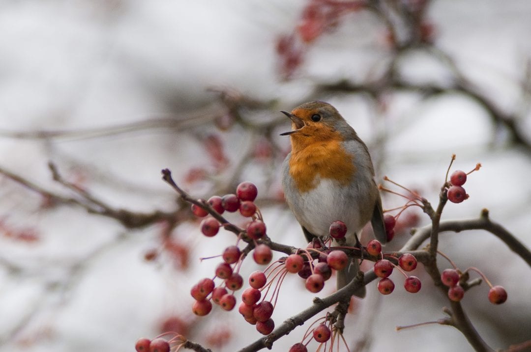 robin-singing-from-on-top-of-a-bush