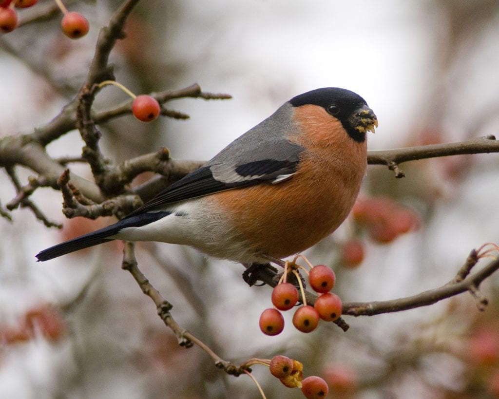 bullfinch-in-shrub-munching-on-berries