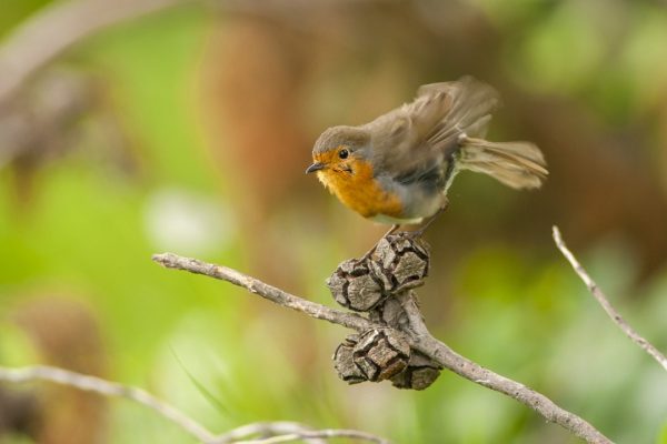 a-robin-with-ruffled-feathers