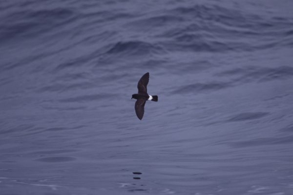 strom-petrel-flying-over-the-sea