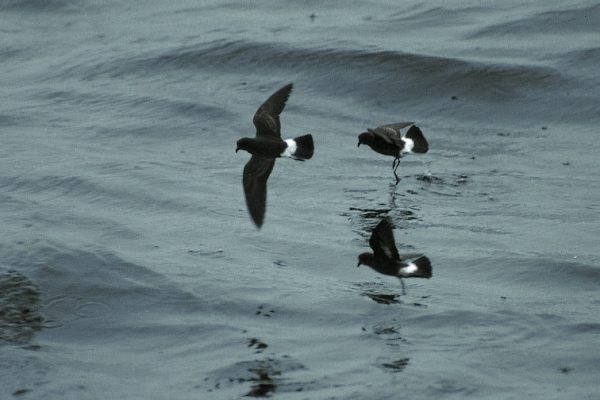 three-strom-petrels-flying-over-the-sea