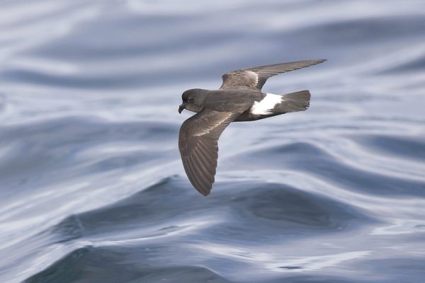 close-up-of-storm-petrel-in-flight