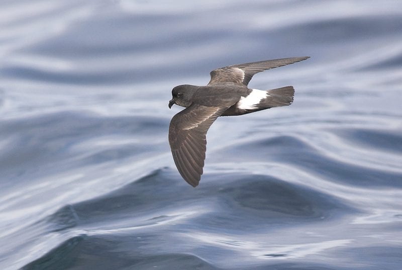 close-up-of-storm-petrel-in-flight