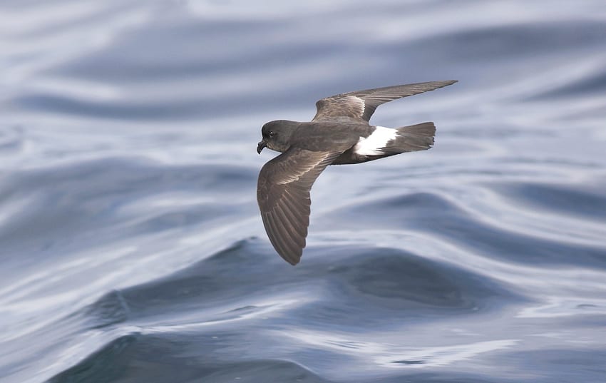 close-up-of-storm-petrel-in-flight