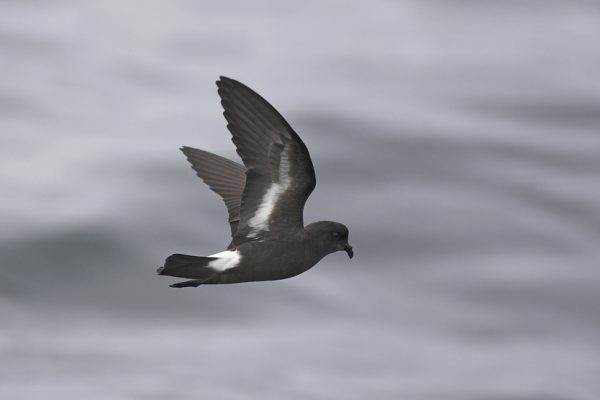 side-profile-of-storm-petrel-in-flight