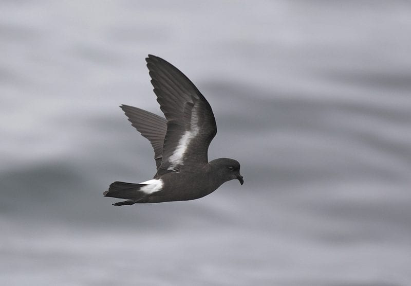 side-profile-of-storm-petrel-in-flight