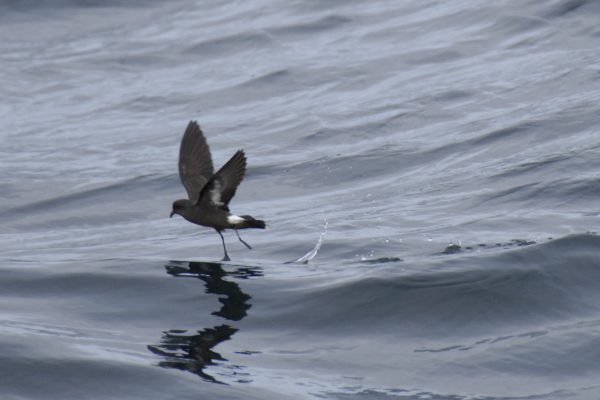 storm-petrel-touching-the-water