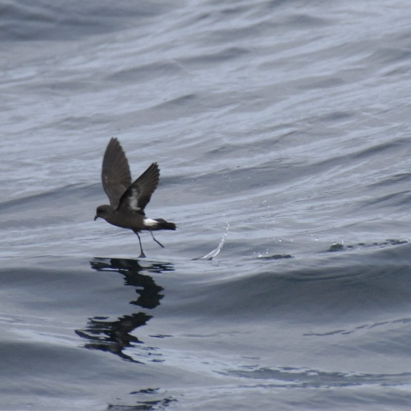 storm-petrel-touching-the-water