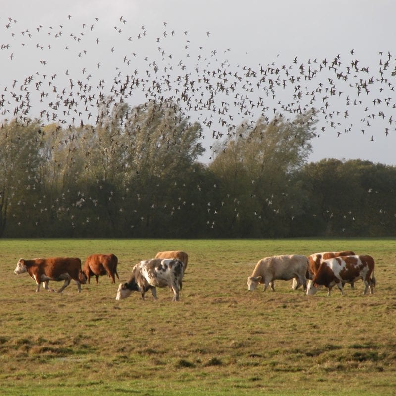 a-large-flock-of-golden-plover-flying-over-farmland-with-cattle