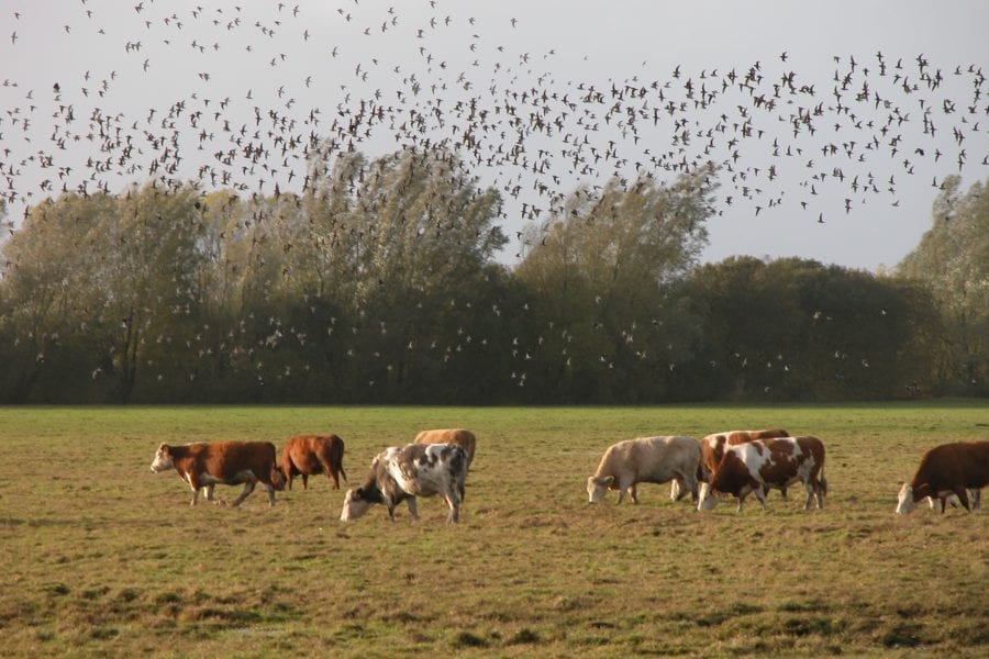 a-large-flock-of-golden-plover-flying-over-farmland-with-cattle