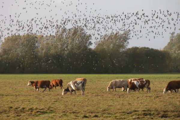 a-large-flock-of-golden-plover-flying-over-farmland-with-cattle