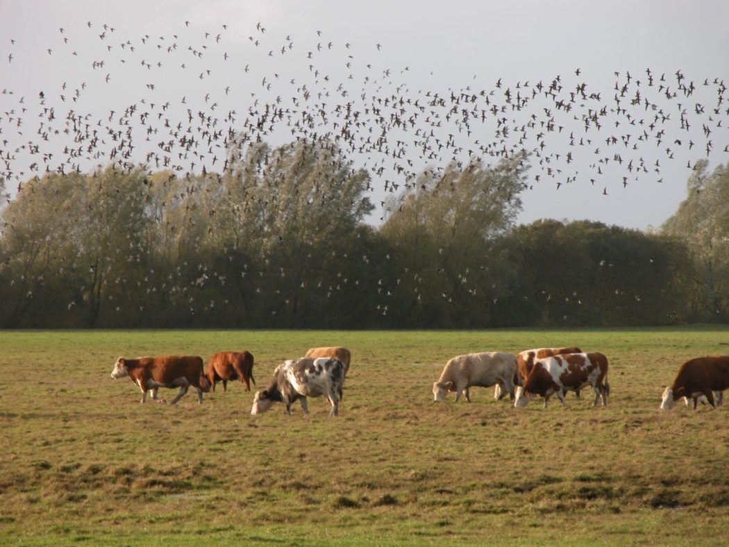 a-large-flock-of-golden-plover-flying-over-farmland-with-cattle